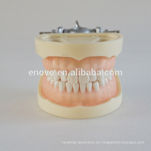 Modelo dental plástico profesional del grado anatómico médico 13011